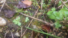 Pilularia globulifera