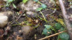 Pilularia globulifera