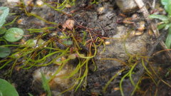 Pilularia globulifera