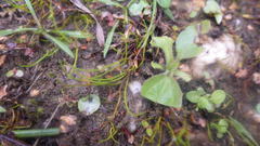 Pilularia globulifera