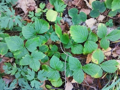 Rubus saxatilis