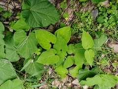 Vincetoxicum atratum