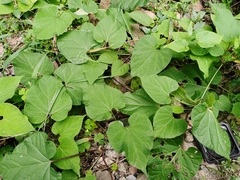 Vincetoxicum atratum