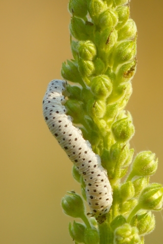Figwort sawfly, photo 3 of 10