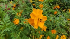 Cosmos sulphureus