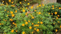 Cosmos sulphureus