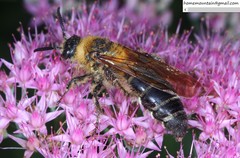 Campsomeriella