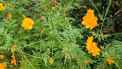 Cosmos sulphureus