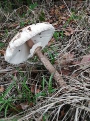 Macrolepiota procera