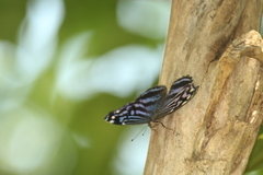 Myscelia ethusa ethusa