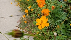 Cosmos sulphureus