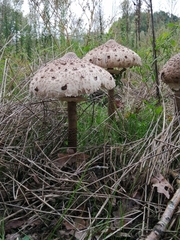 Macrolepiota procera