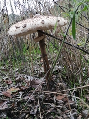 Macrolepiota procera