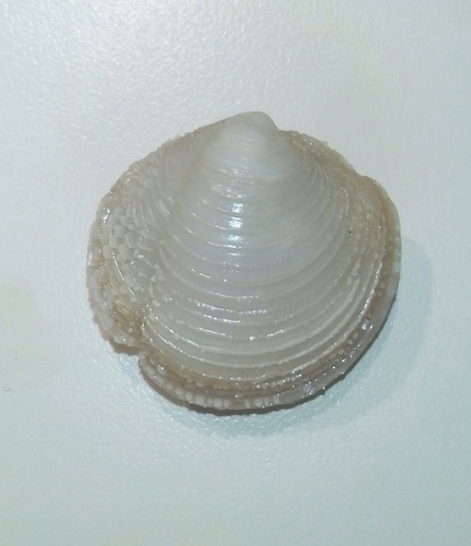 Lucina roquesana