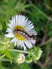 Acronicta rumicis