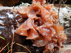 Phaeotremella foliacea