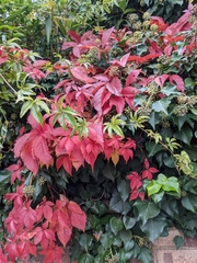 Parthenocissus