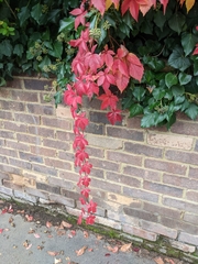 Parthenocissus