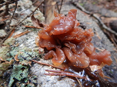 Phaeotremella foliacea