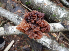 Phaeotremella foliacea