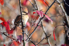 Cardinalis cardinalis cardinalis