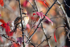 Cardinalis cardinalis cardinalis