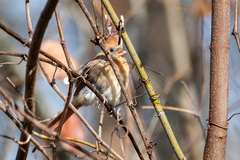 Cardinalis cardinalis cardinalis
