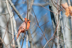 Cardinalis cardinalis cardinalis