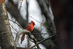 Cardinalis cardinalis cardinalis