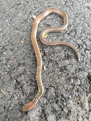 Black-Headed Collared Snake photo 3