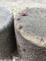 Pyrrhocoris apterus