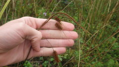 Carex pseudocyperus