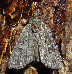 Acronicta impleta
