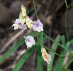 Lathyrus graminifolius