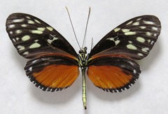 Heliconius hecale zuleika