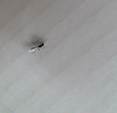 Formicidae
