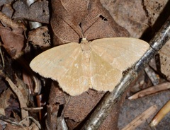Thalera pistasciaria