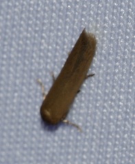 Holcocera immaculella