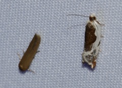 Holcocera immaculella
