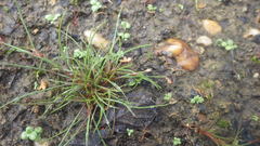 Juncus bulbosus