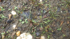 Juncus bulbosus