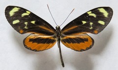 Mechanitis polymnia isthmia