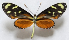 Mechanitis polymnia isthmia