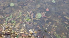 Potamogeton polygonifolius