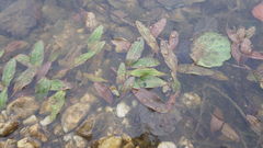 Potamogeton polygonifolius