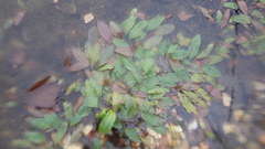 Potamogeton polygonifolius