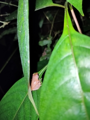 Pseudophilautus wynaadensis