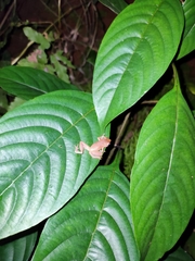 Pseudophilautus wynaadensis