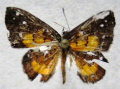 Parvospila cilissa