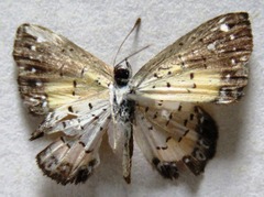 Parvospila cilissa